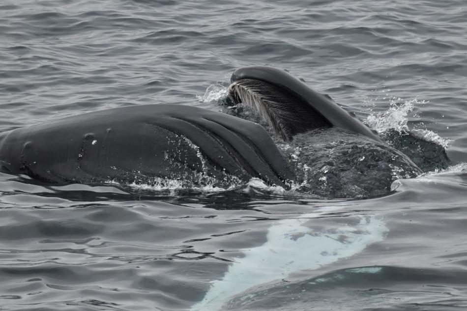 lunge feeding humpback whale