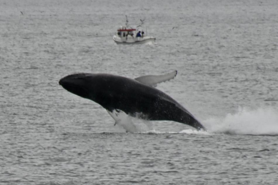 breaching humpback whale