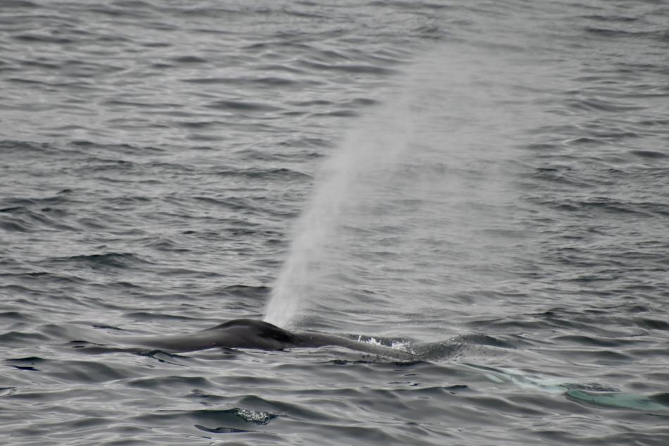 humpback whale blow