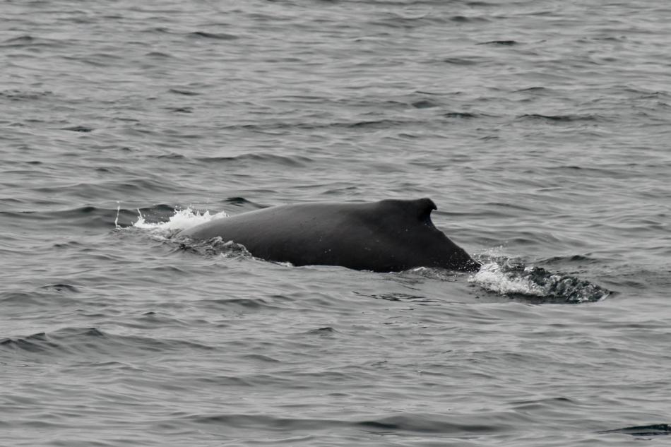 humpback whale