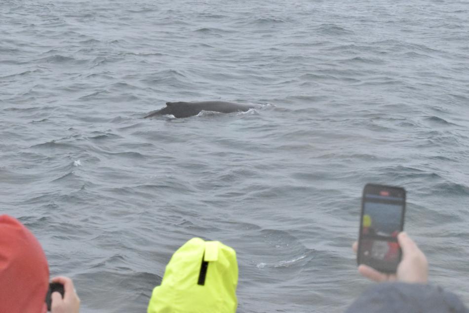 humpback whale and passengers