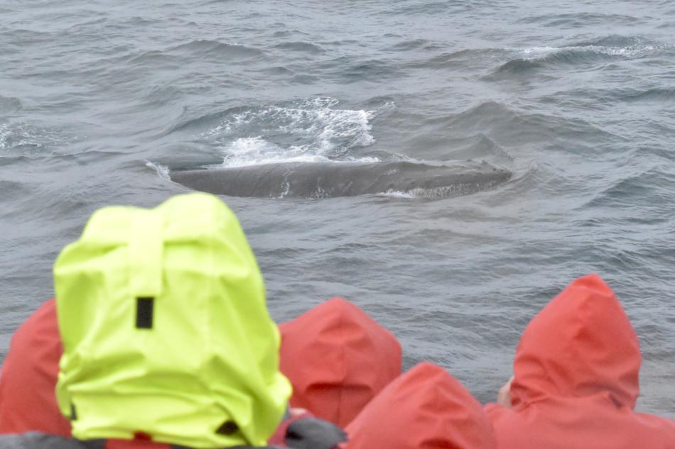 humpback whale and passengers