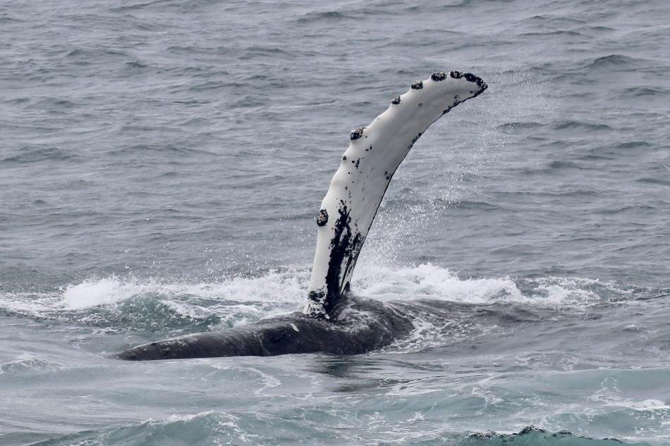 humpback whale pectoral fin