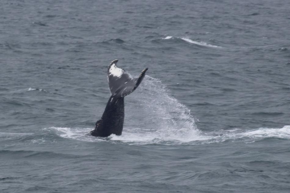 humpback whale fluke