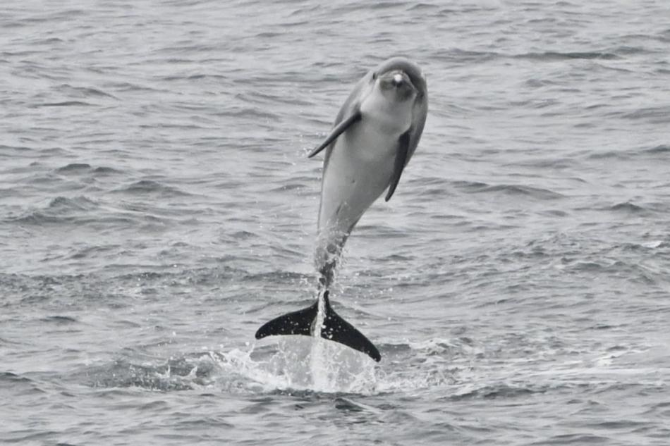 white-beaked dolphin