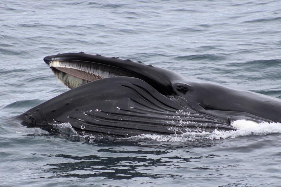 humpback whale lunge feeding