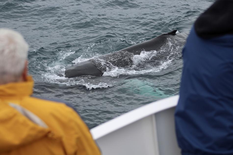 humpback whale and passengers