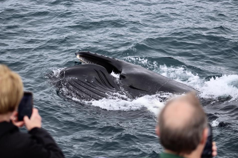 humpback whale feeding in front of whale watchers