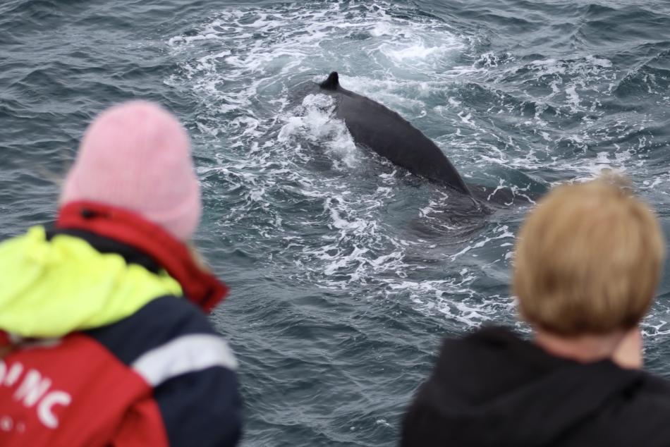 humpback whale and passengers