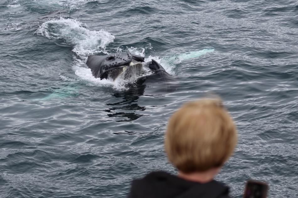 humpback whale feeding with mouth open in front of woman