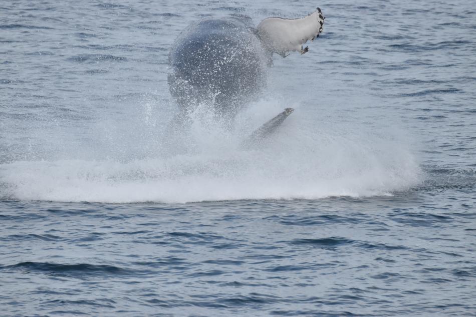 breaching humpback whale