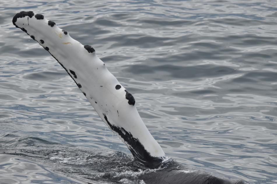 humpback whale pectoral fin