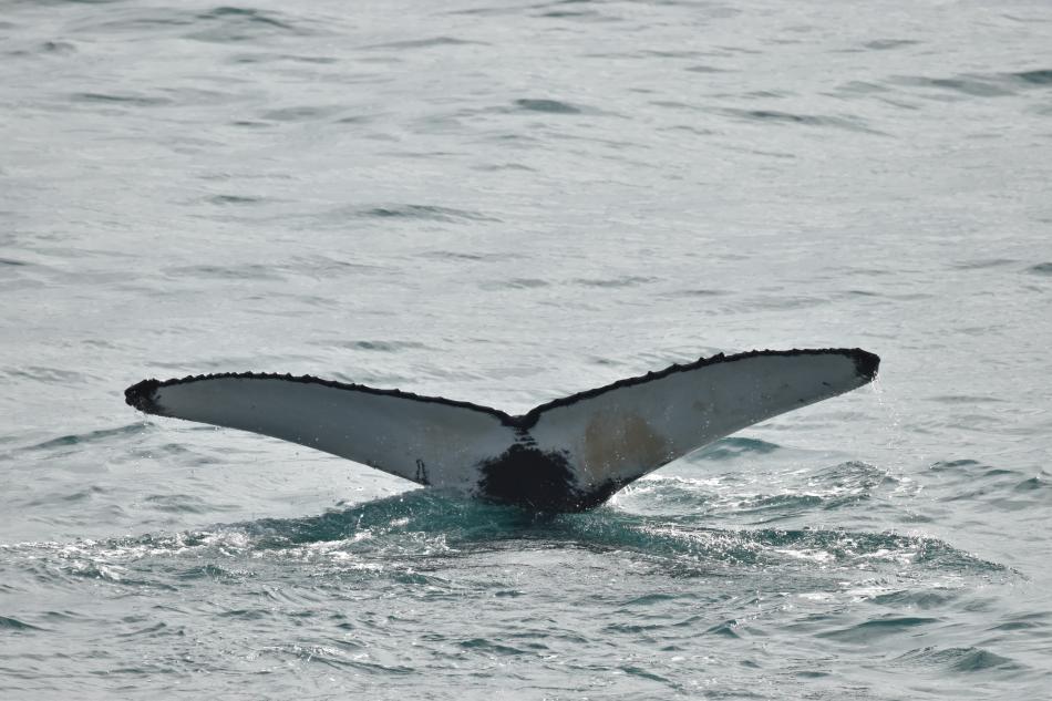 humpback whale fluke