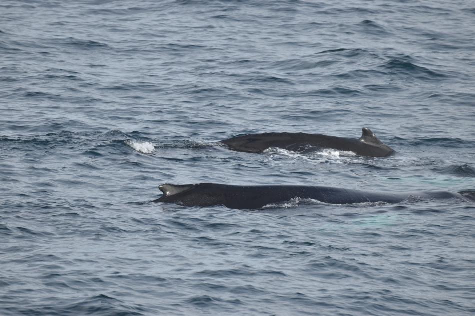 two humpback whales swimming together