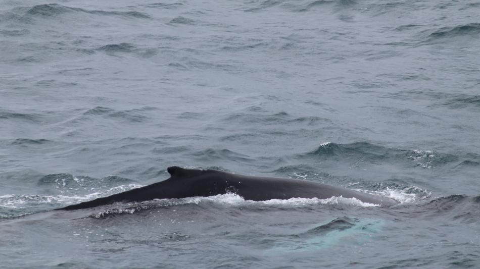 humpback whale