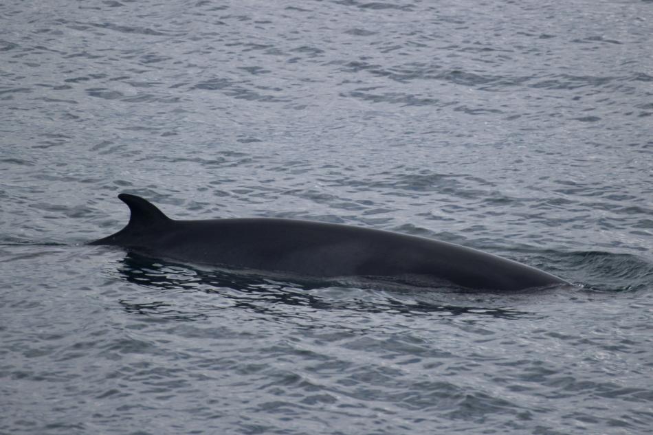 minke whale dorsal fin