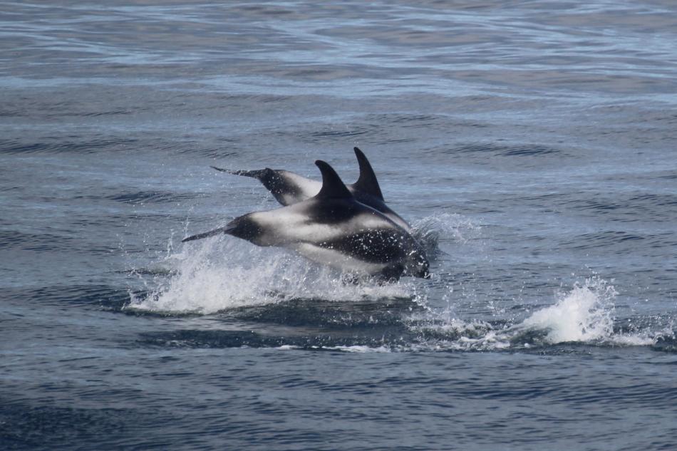 white-beaked dolphins jumping