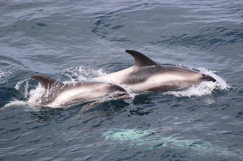 white-beaked dolphins breaking the surface