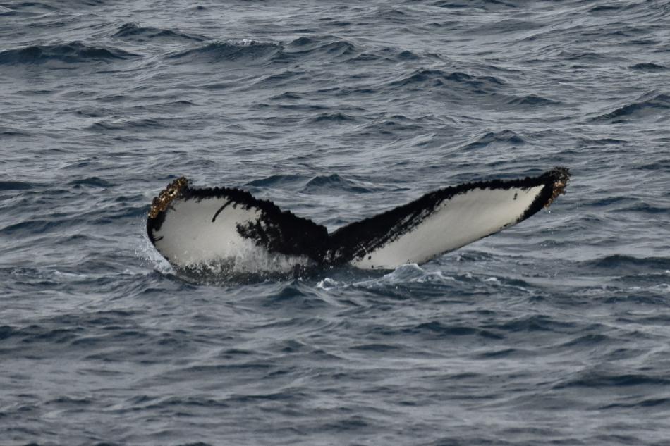 humpback whale fluke