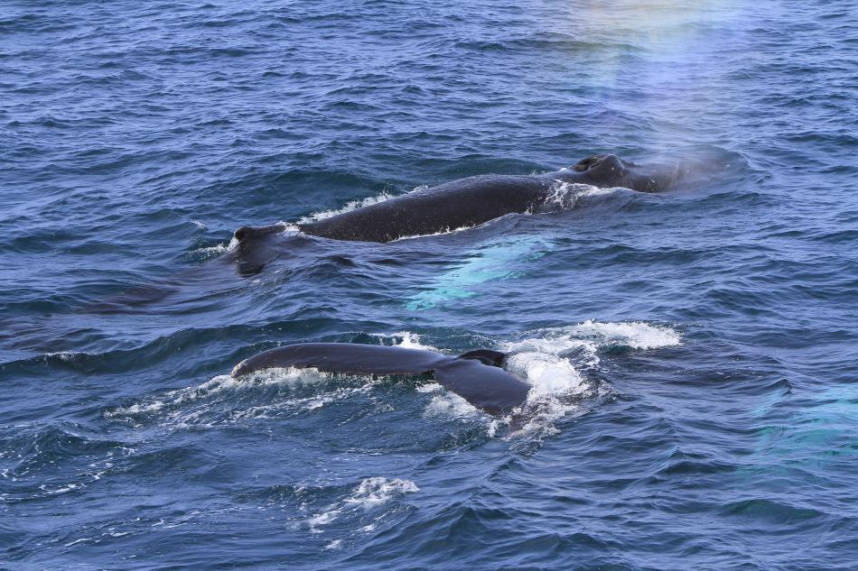 humpback whales