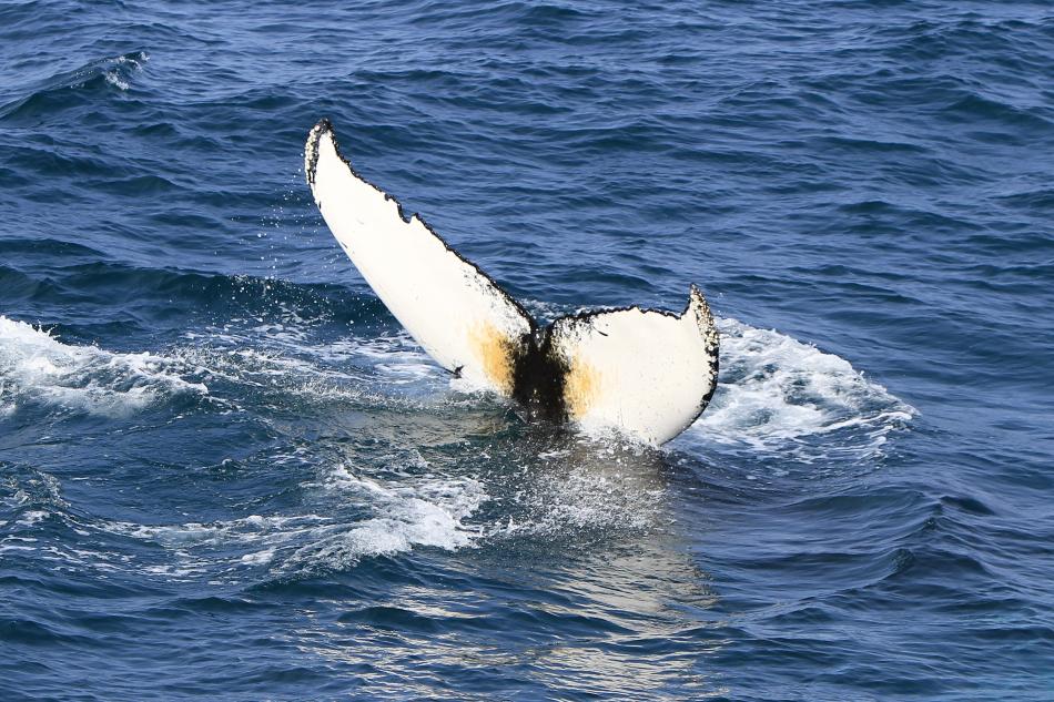 humpback whale fluke