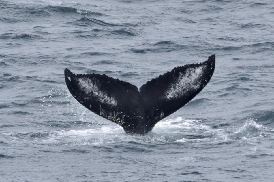humpback whale fluke