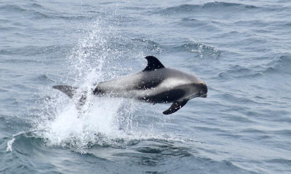 white-beaked dolphin jumping