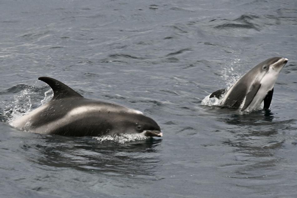 white-beaked dolphins