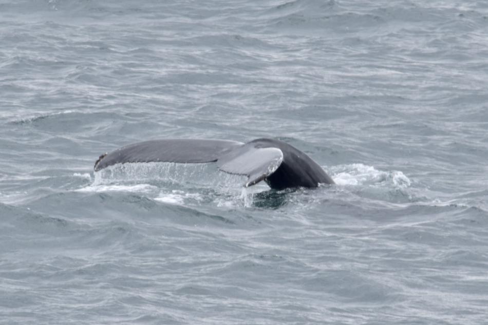 humpback whale