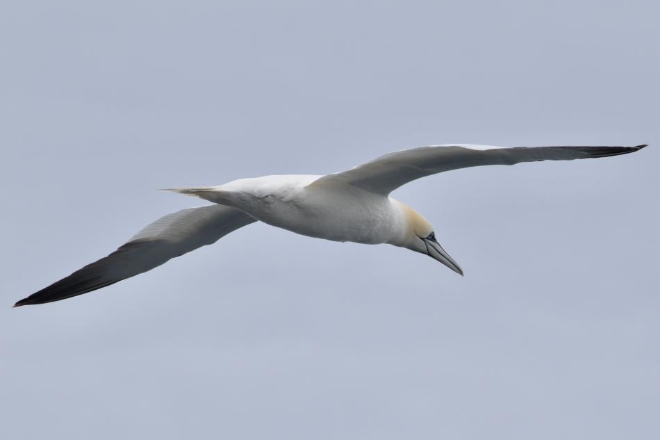 northern gannet