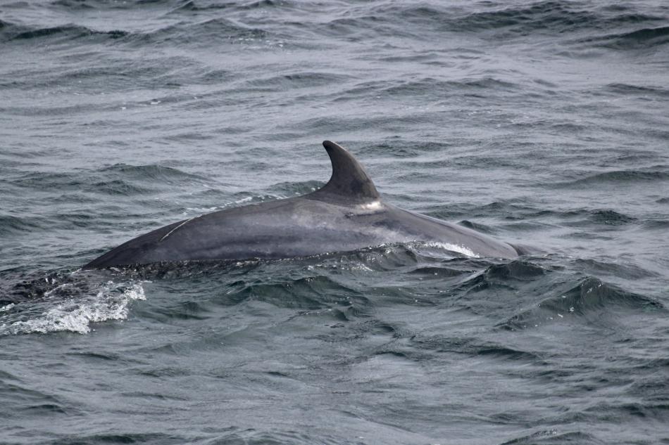 minke whale dorsal fin