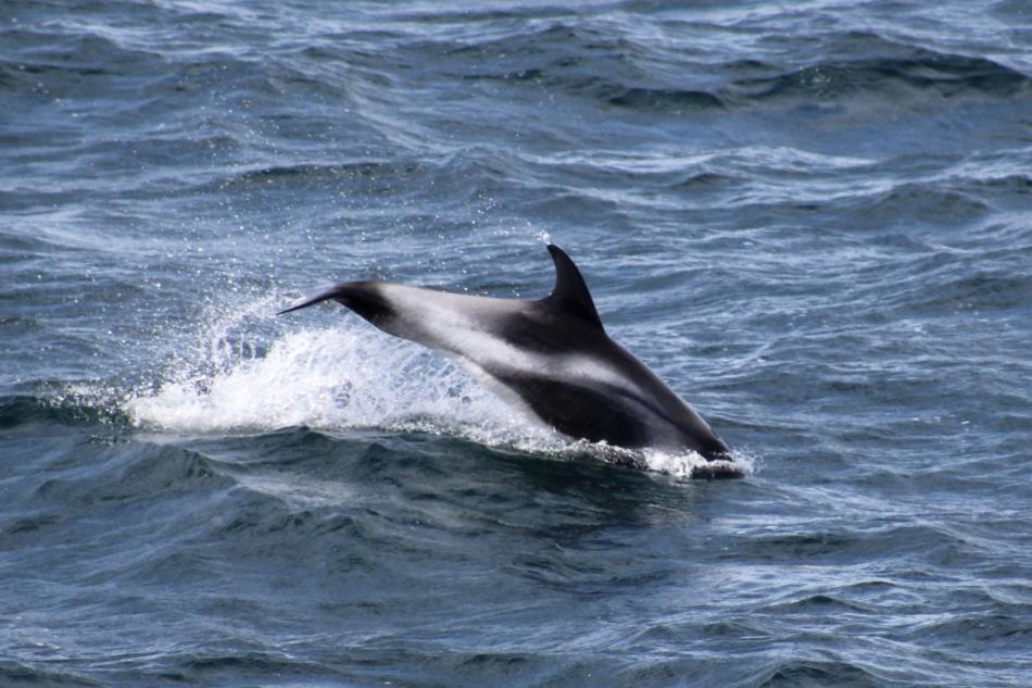 white-beaked dolphin