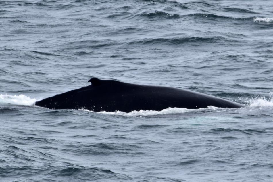 humpback whale