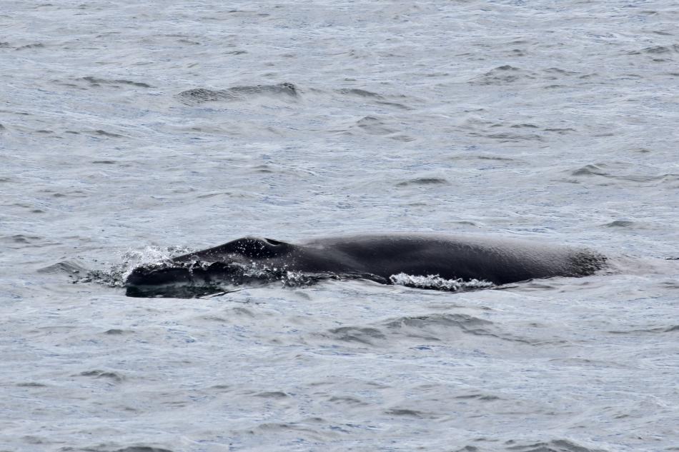 minke whale snout