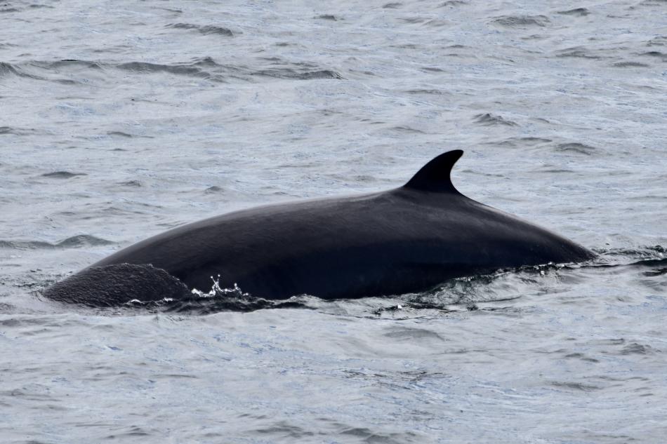 minke whale