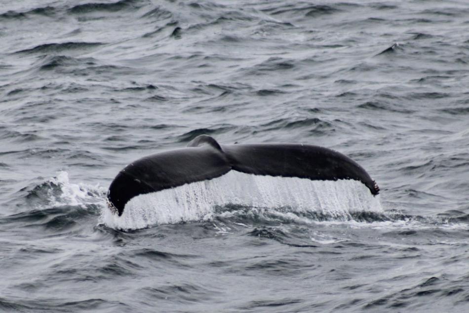 humpback whale fluke