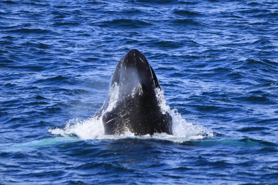 humpback whale lunge feeding