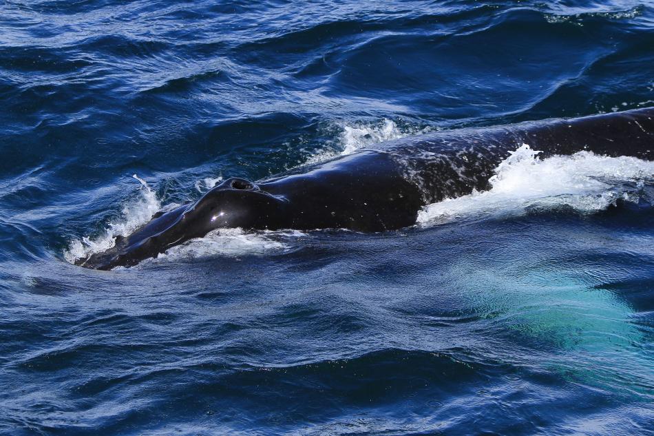 humpback whale rostrum