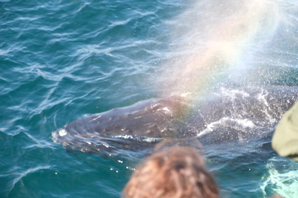 humpback whale blowing a rainbow