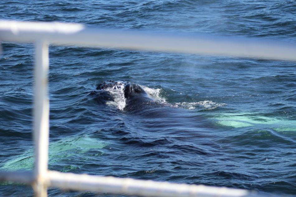 humpback whale seen between the rails