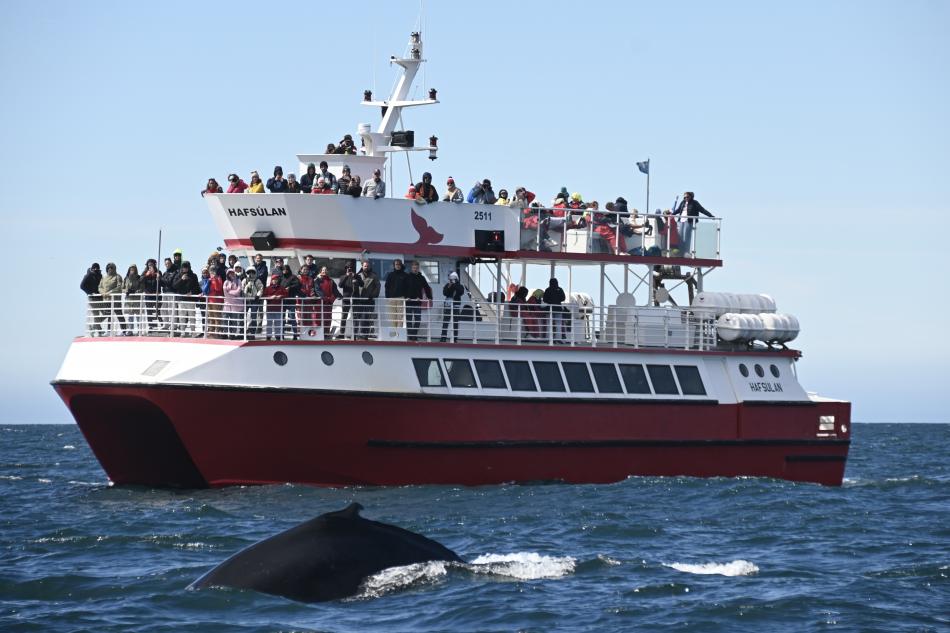 hafsúlan boat filled with passengers and humpback whale in front