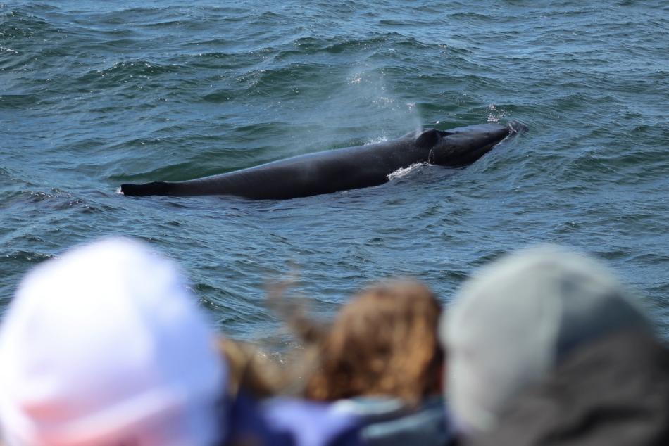 humpback whale and passengers