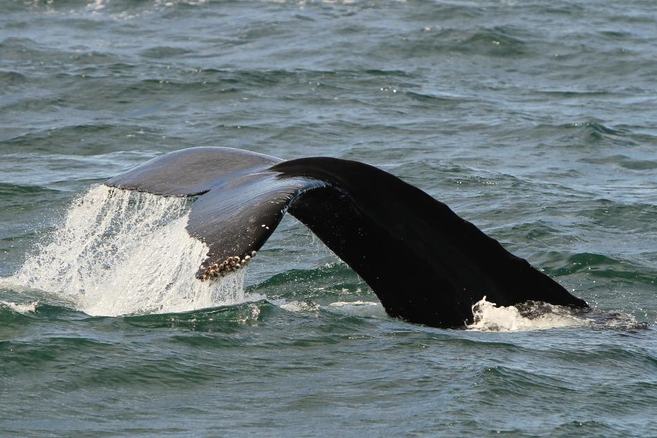 humpback whale fluke