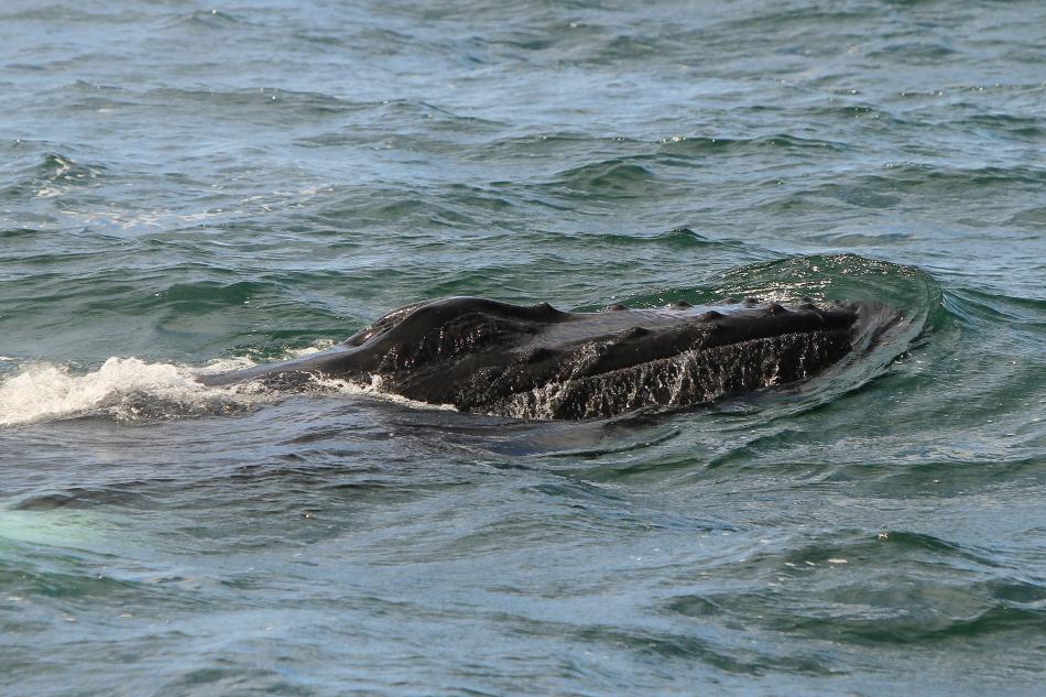 humpback whale rostrum