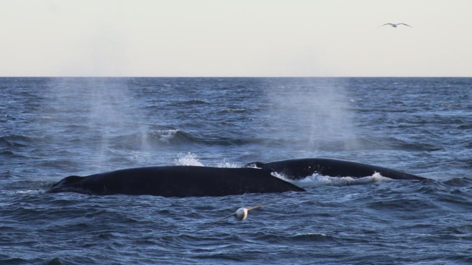 two humpback whales travelling together