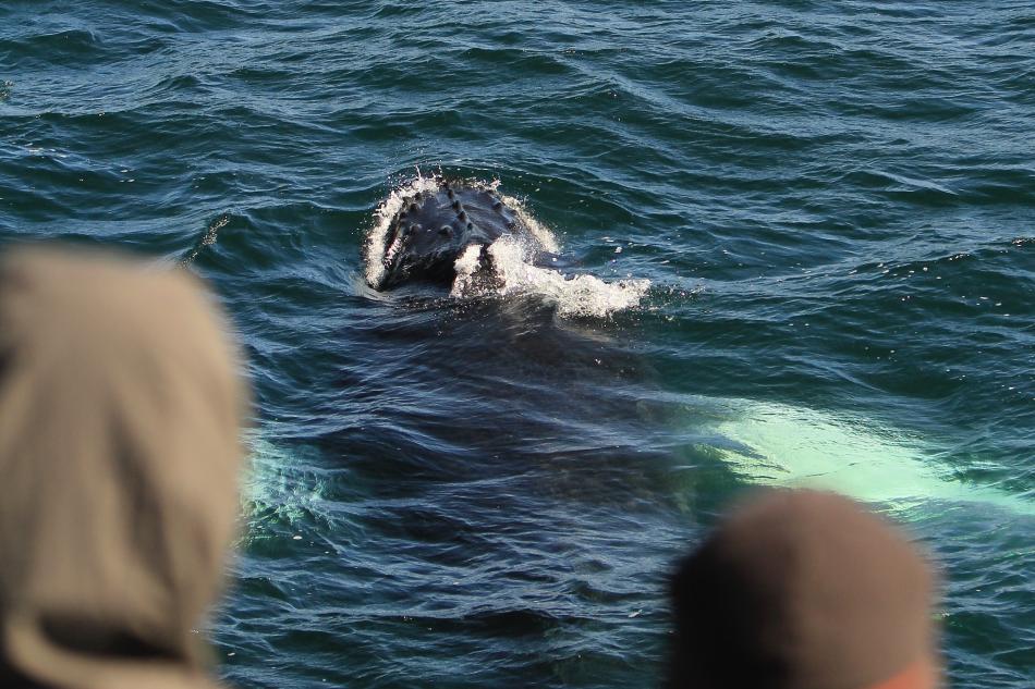 humpback whale and passengers