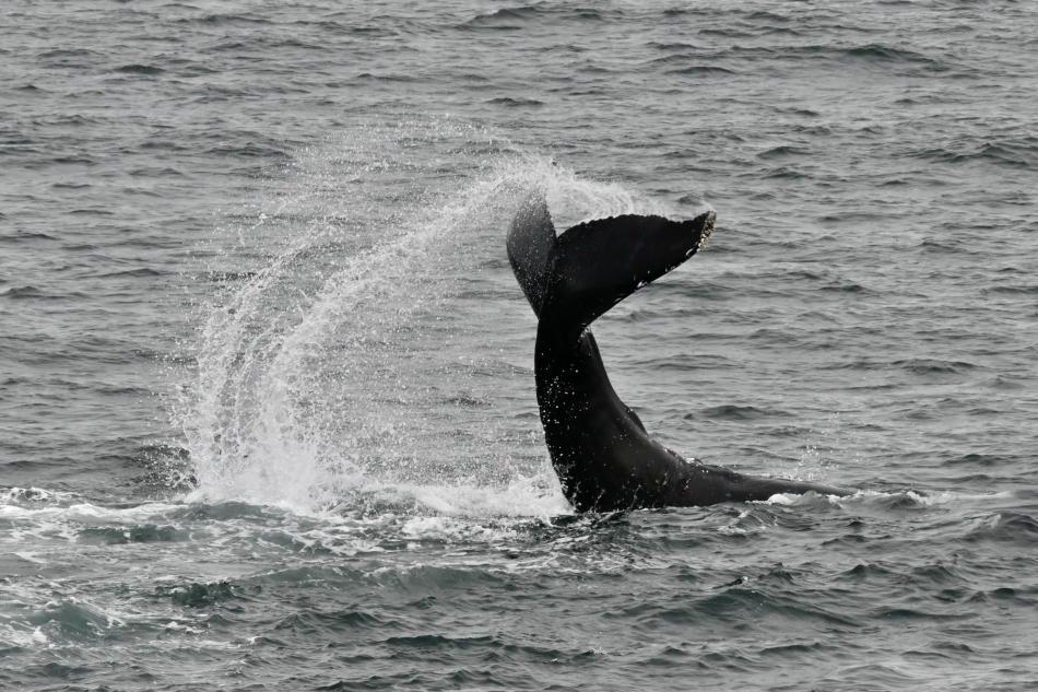 upside down humpback whale fluke