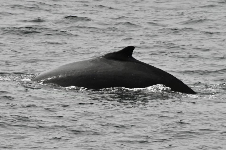 humpback whale dorsal fin
