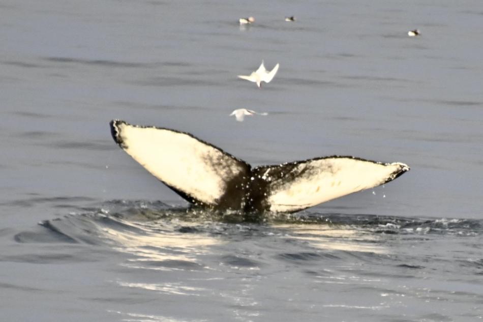 humpback whale fluke