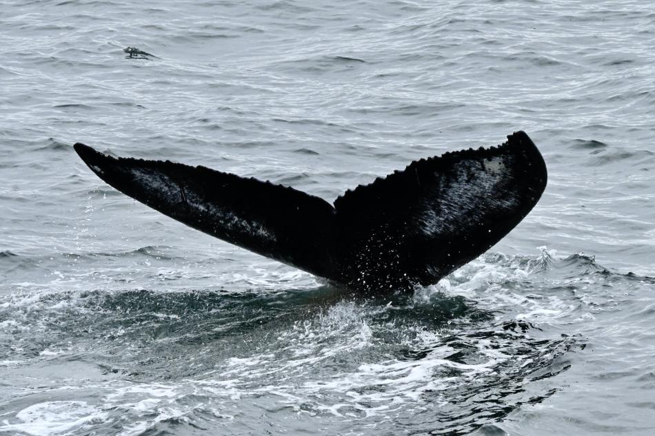 humpback whale fluke